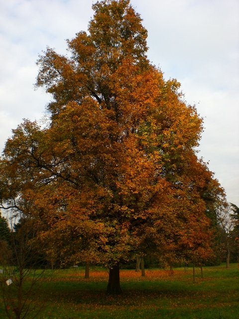 Acer campestre automne